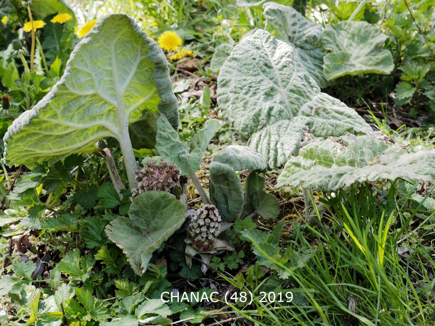 Butterbur plant